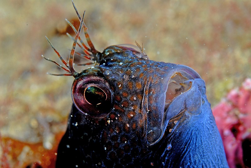 Carlos Haro, "arrasa" en el NAVFSUB 2013